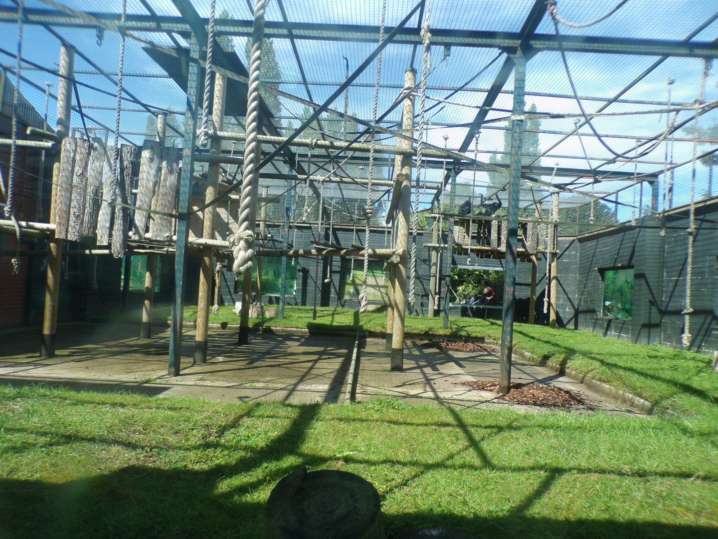 Siamang enclosure 7.7.24