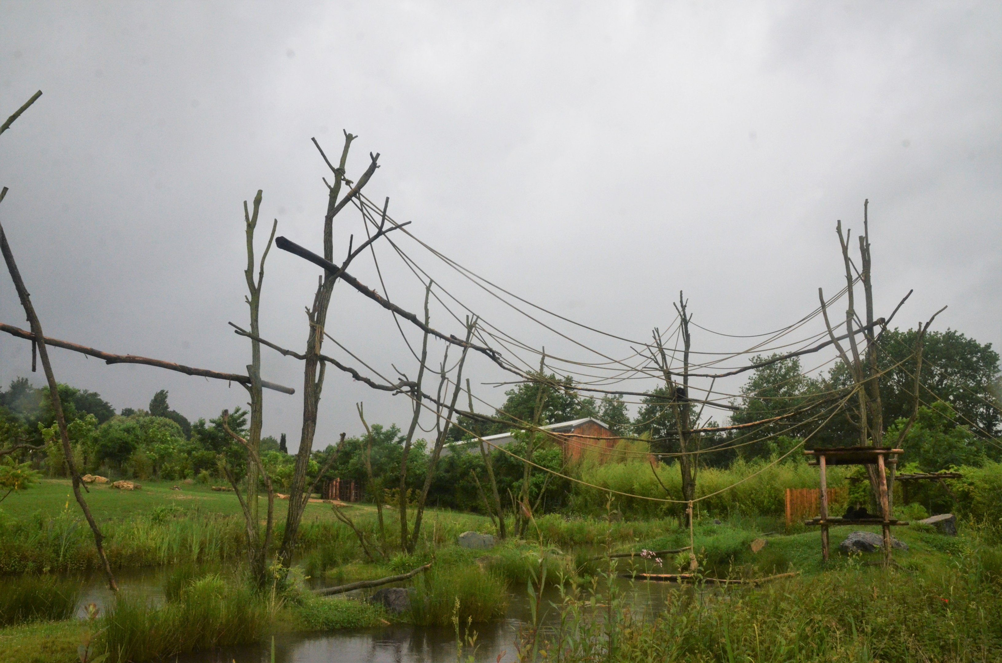 Siamang Enclosure at La Flèche, 11/06/18