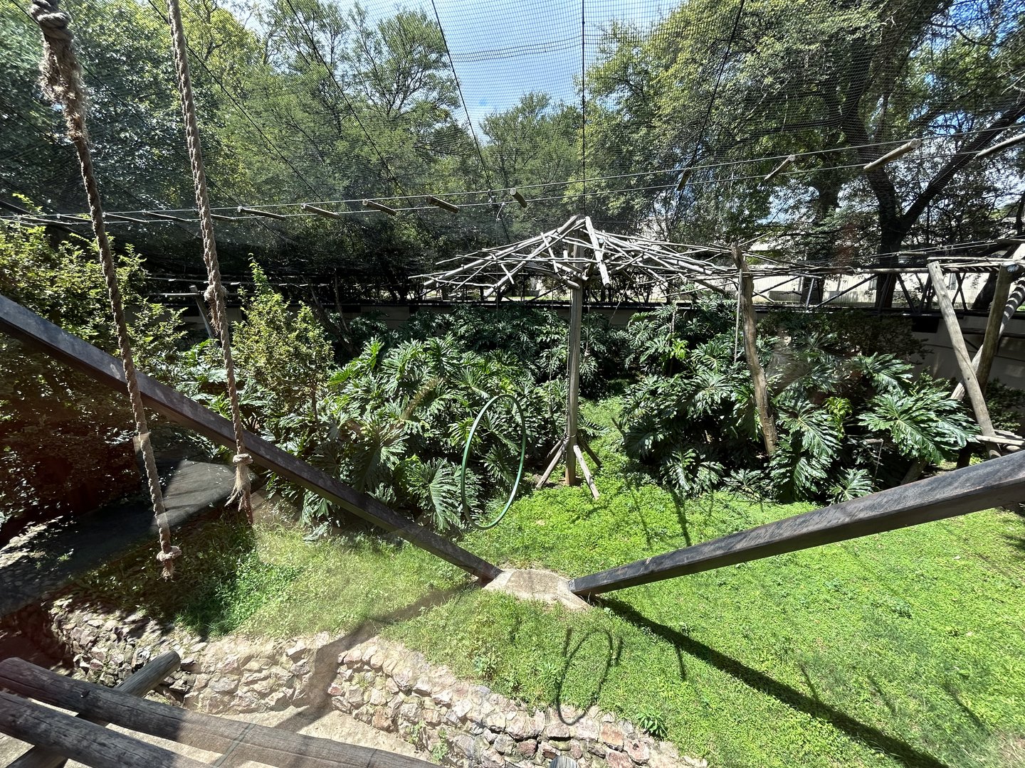 Siamang Enclosure (Symphalangus syndactylus)