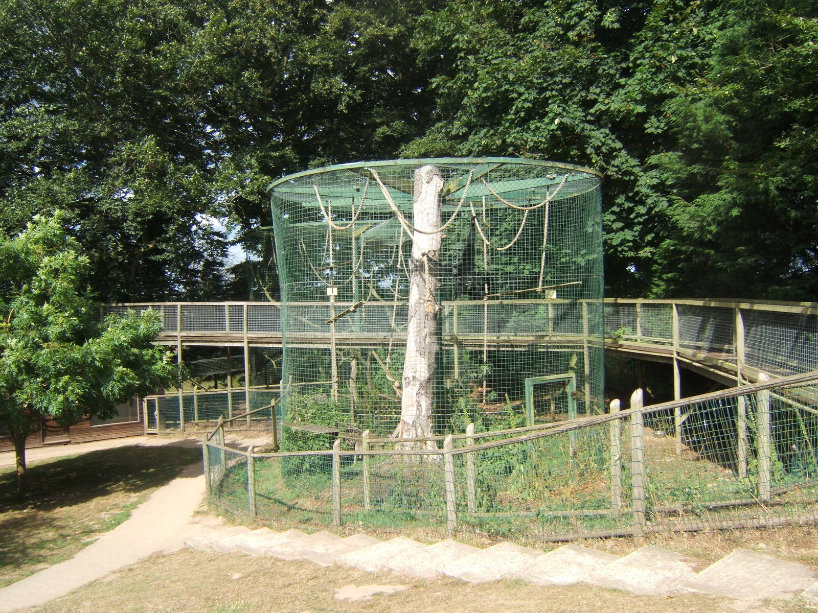 Siamang enclosure