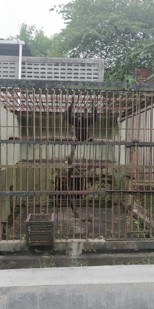 Siamang enclosure
