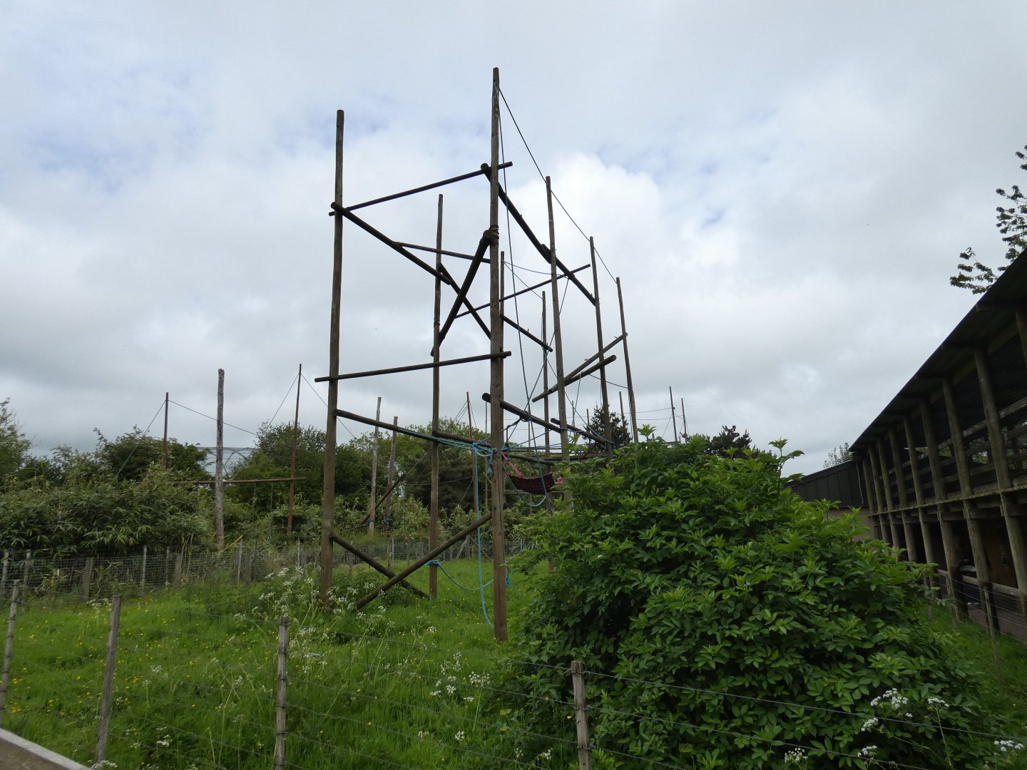 Siamang enclosure