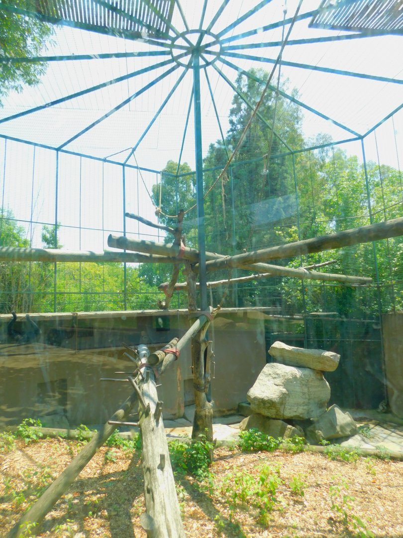 Siamang Enclosure