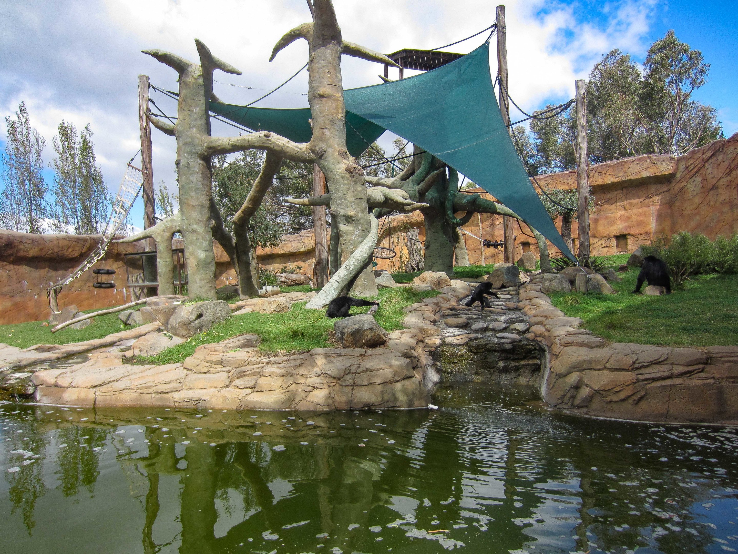 Siamang enclosure