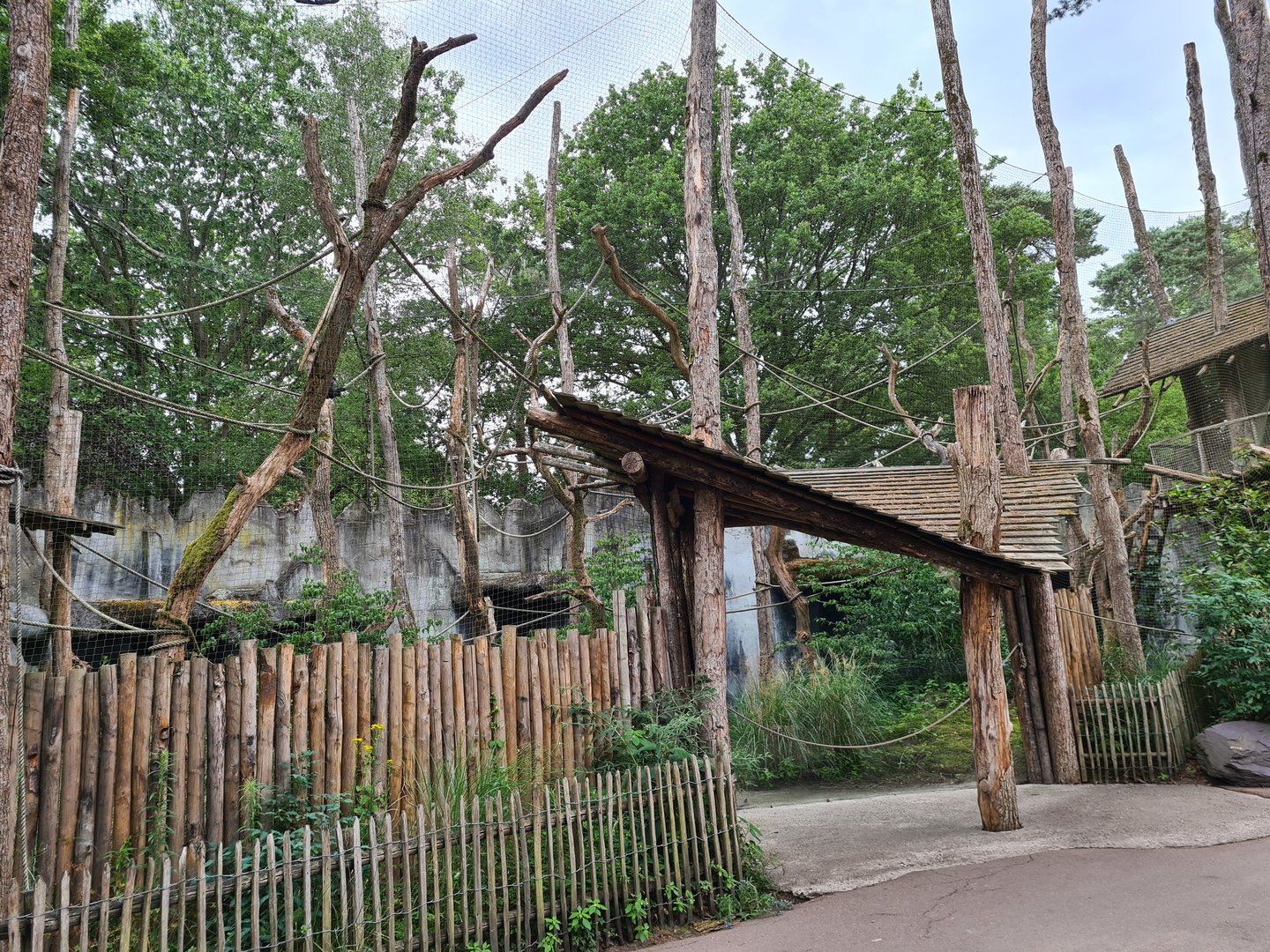 Siamang enclosure