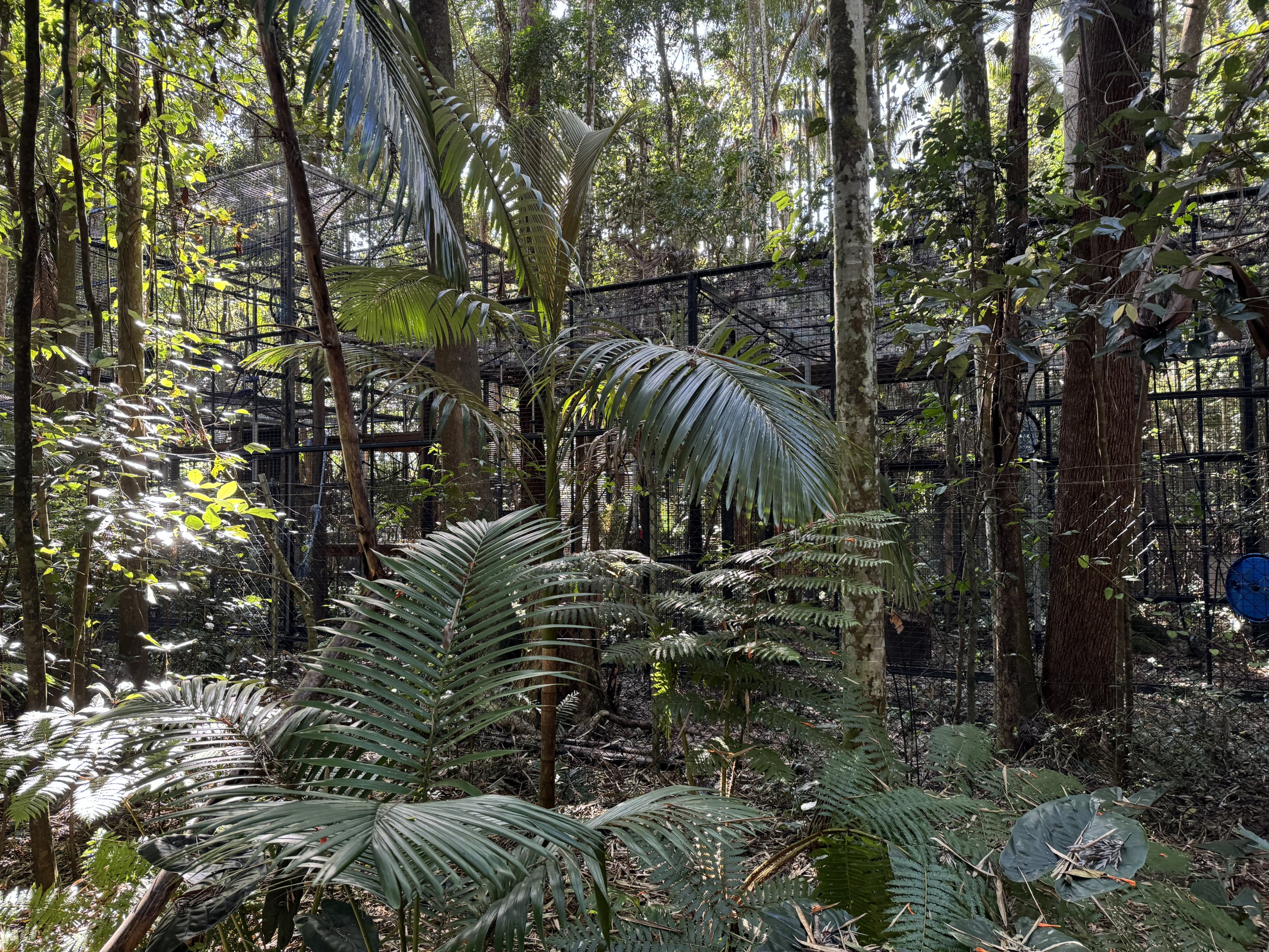 Siamang enclosure