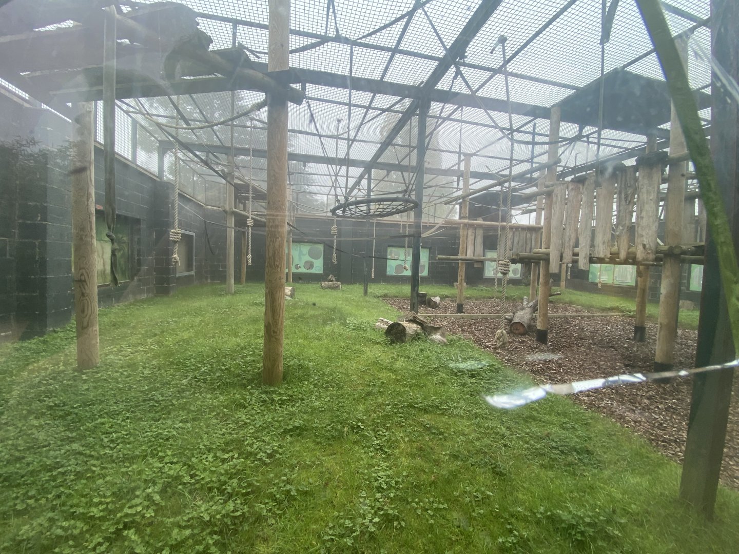 Siamang enclosure