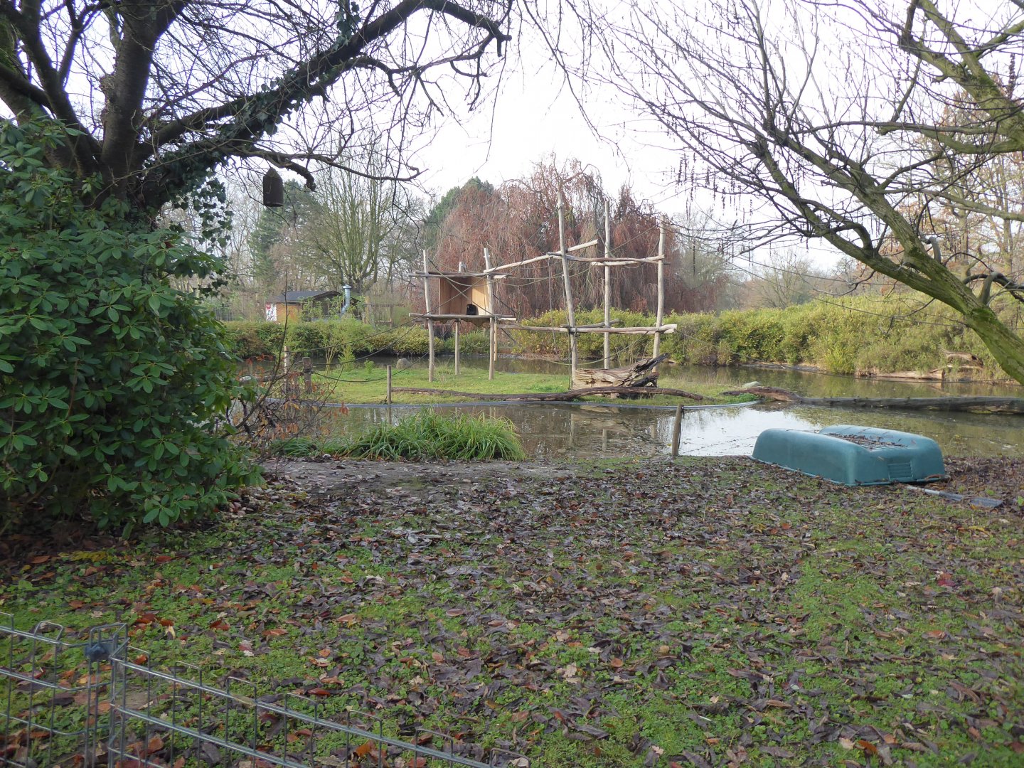 Siamang exhibit 021219