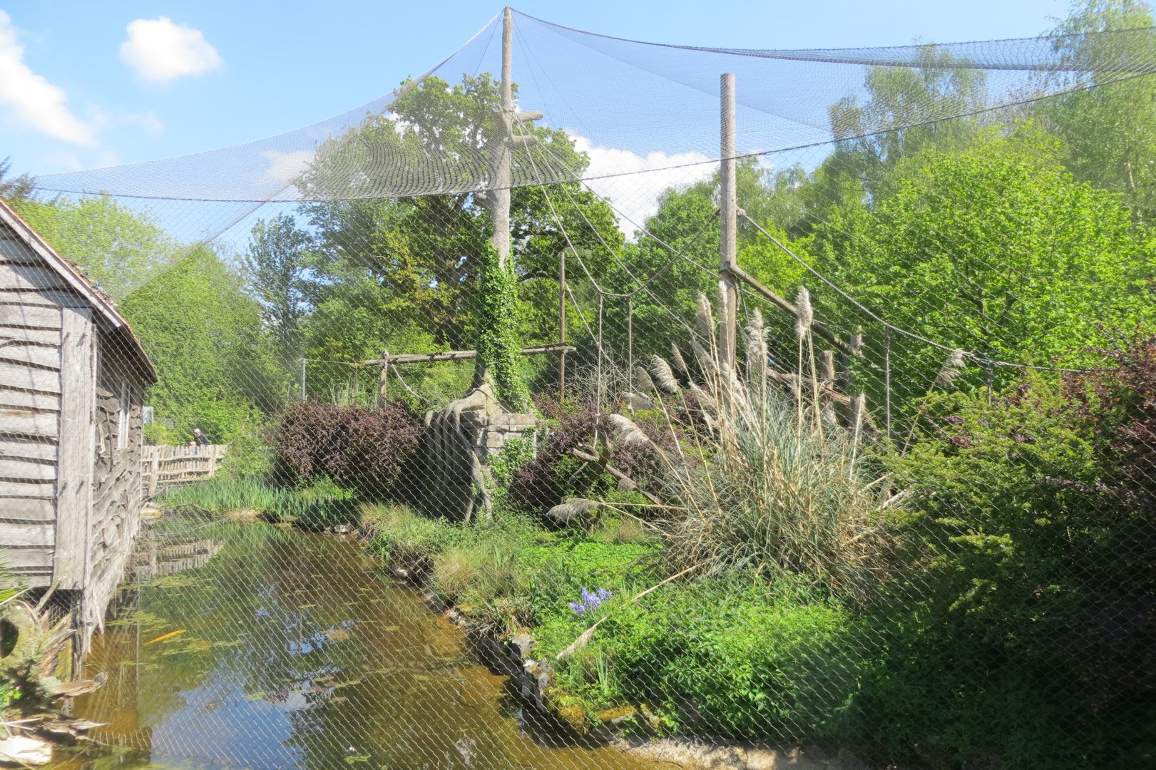 Siamang exhibit 110519