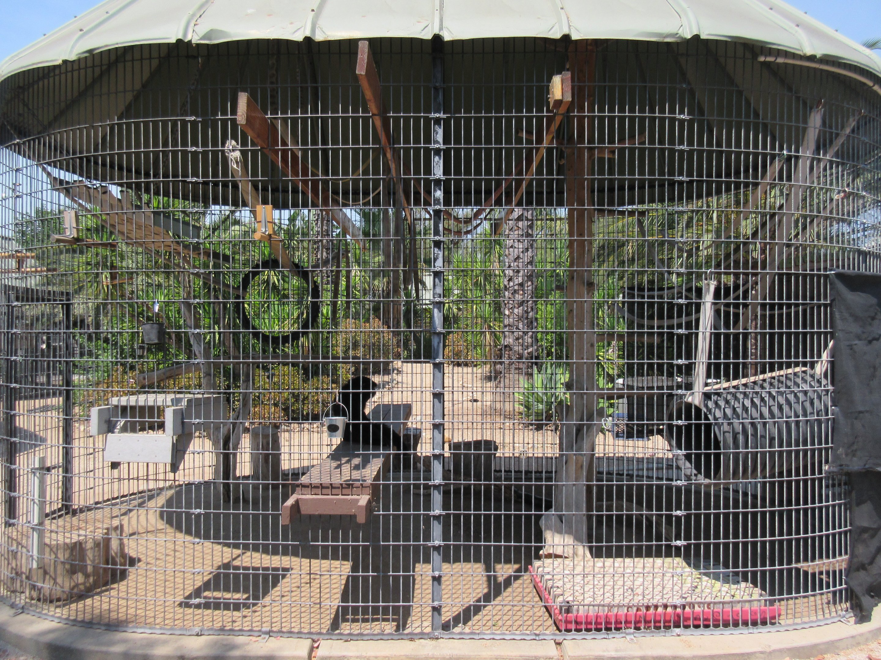 Siamang Exhibit #2