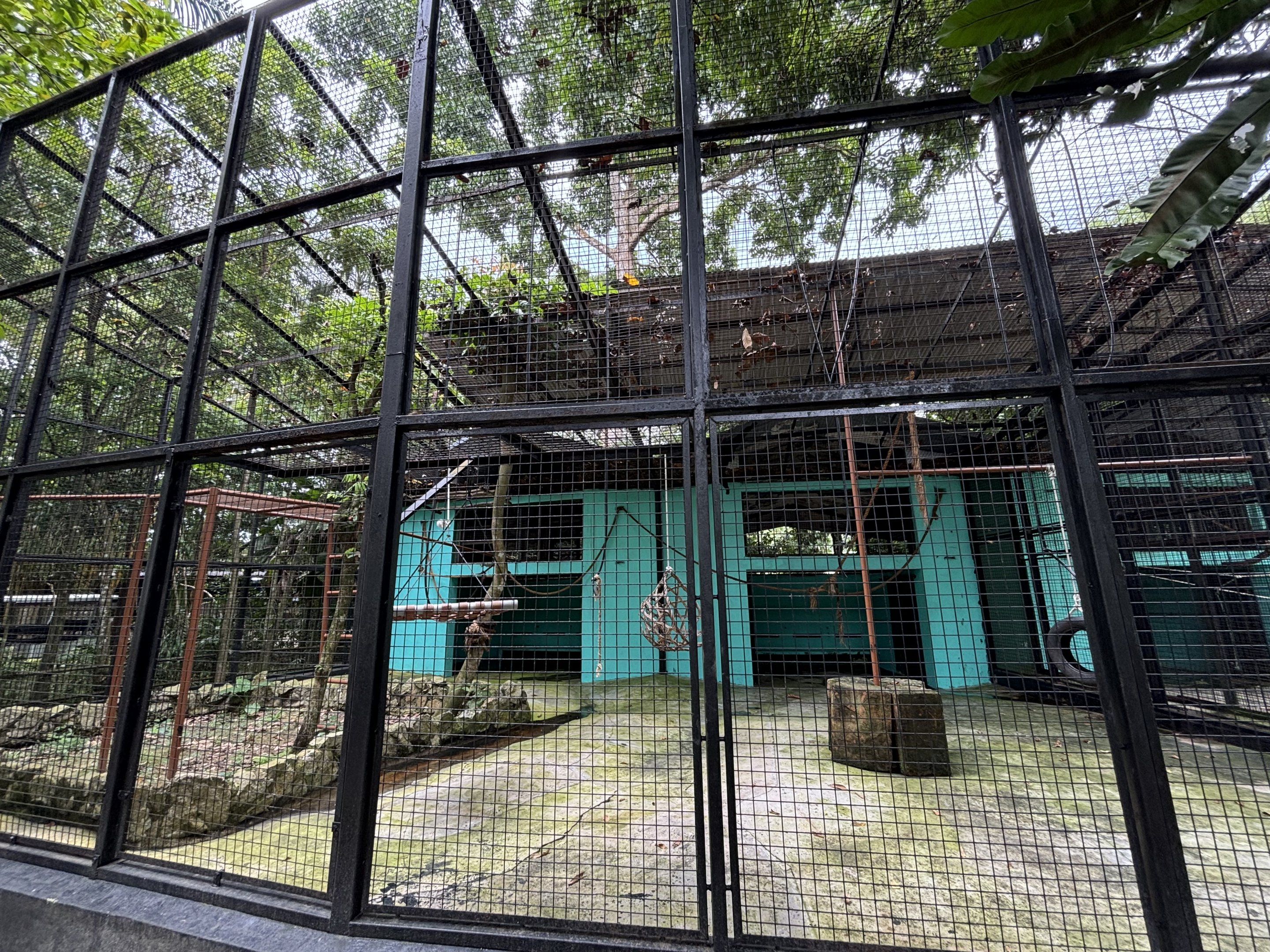 Siamang Exhibit #2