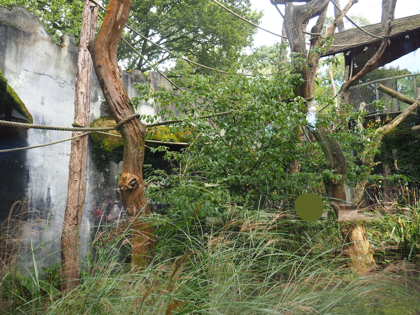 Siamang exhibit, 2023-09-24