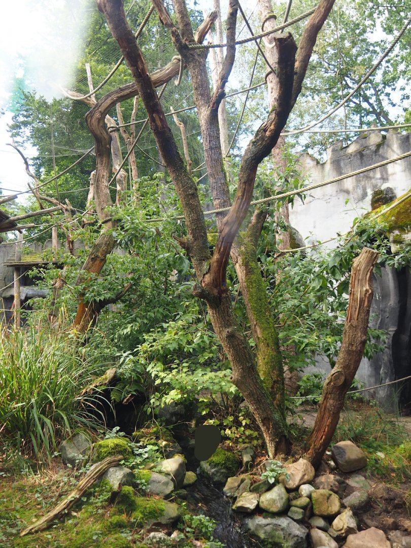 Siamang exhibit, 2023-09-24