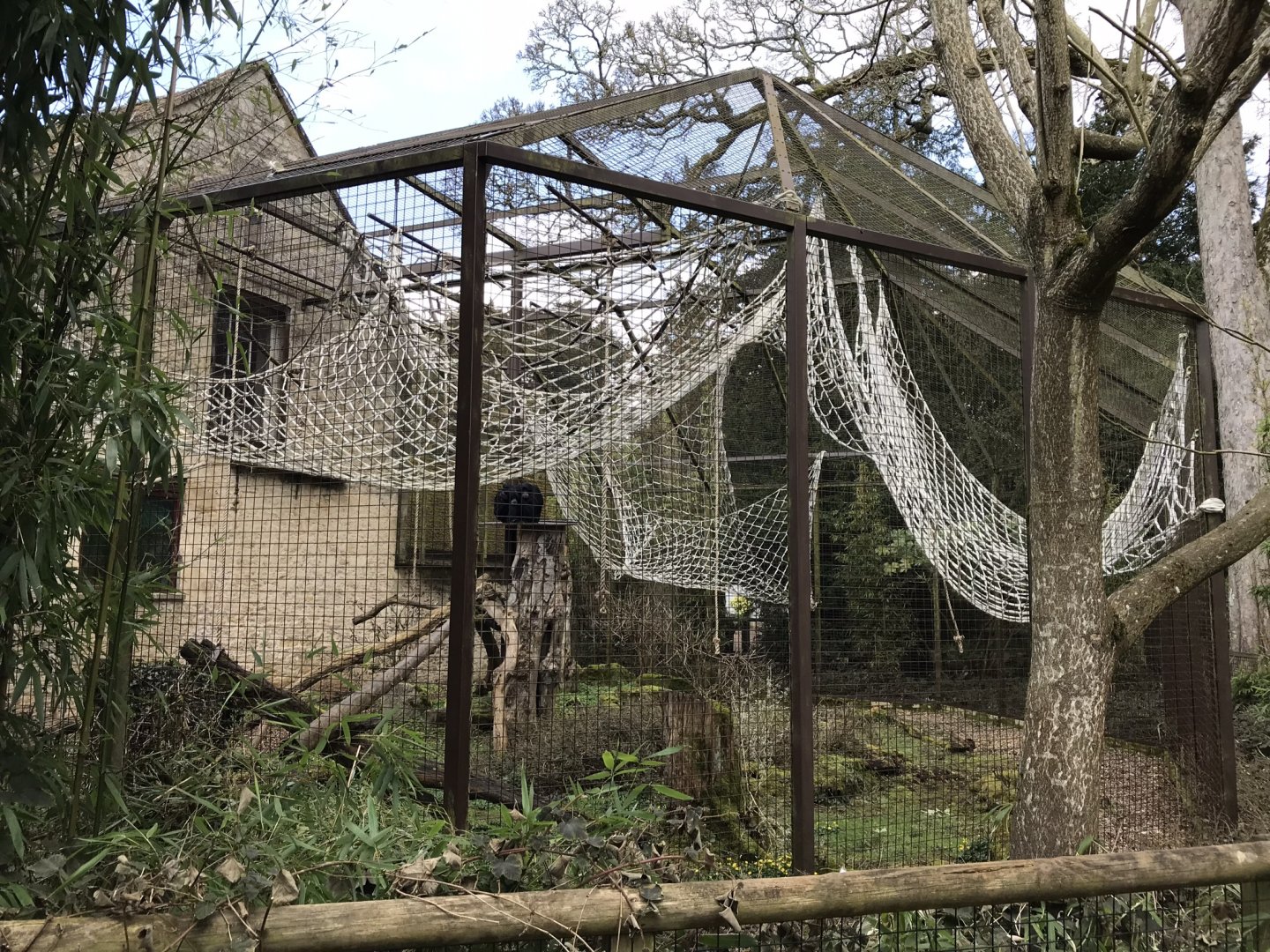 Siamang exhibit 250318