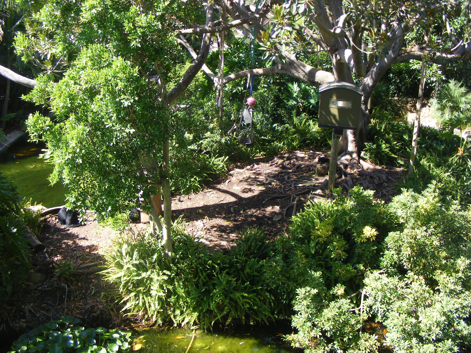 Siamang Exhibit - April, 2010