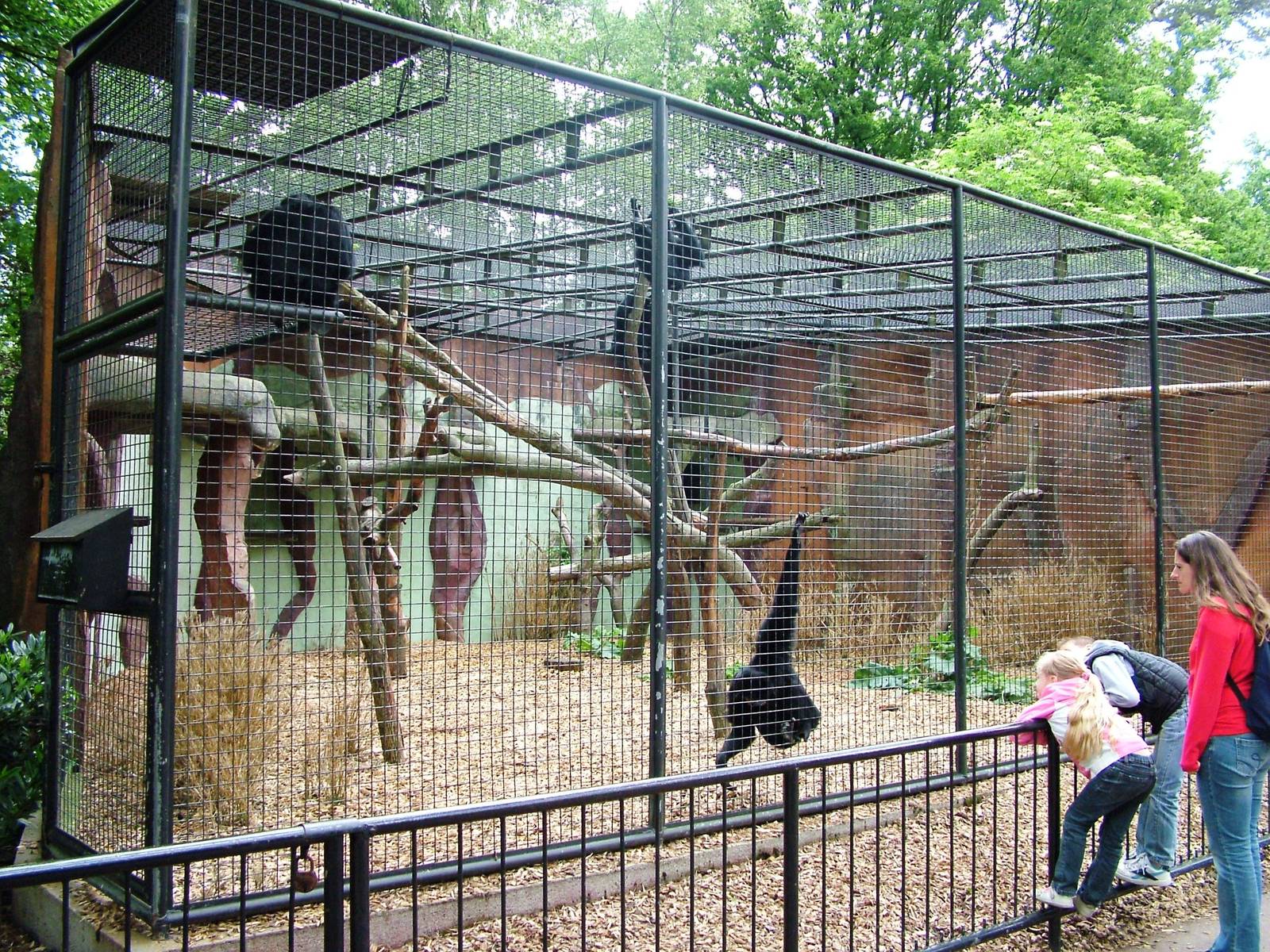 Siamang Exhibit at Amersfoort, 01/06/12