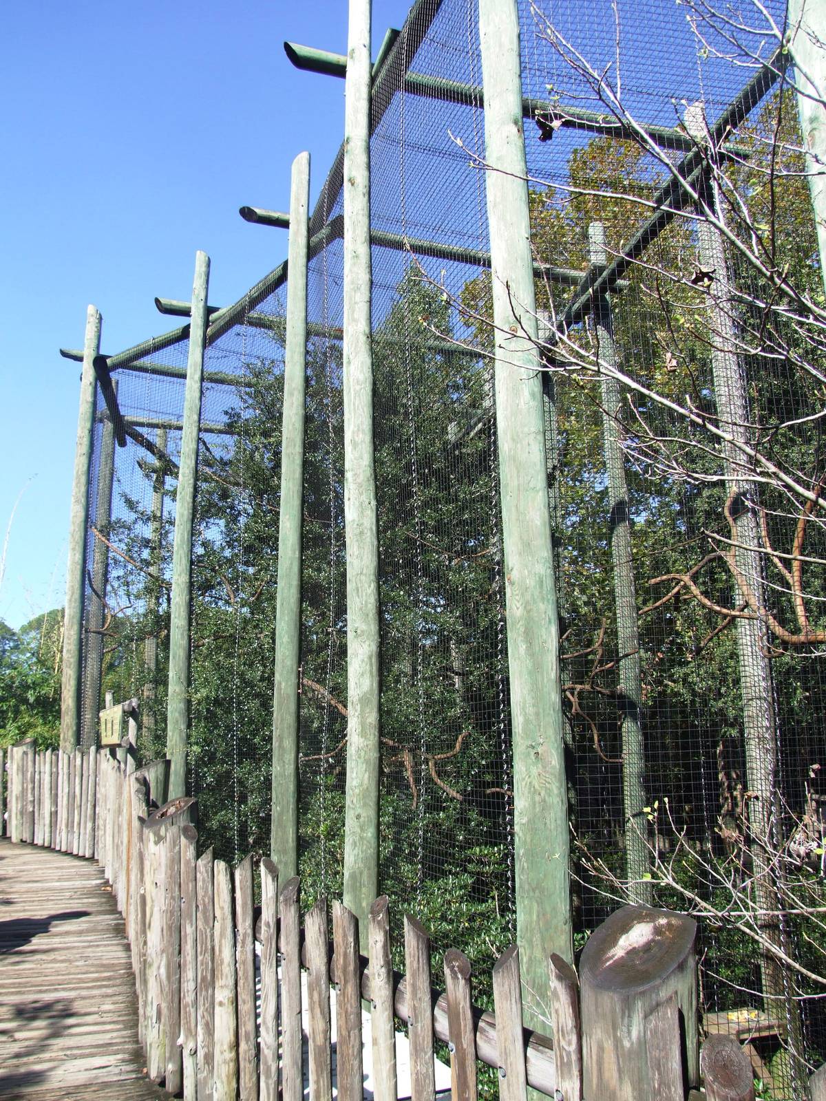 Siamang Exhibit at Jacksonville, 10/10/13