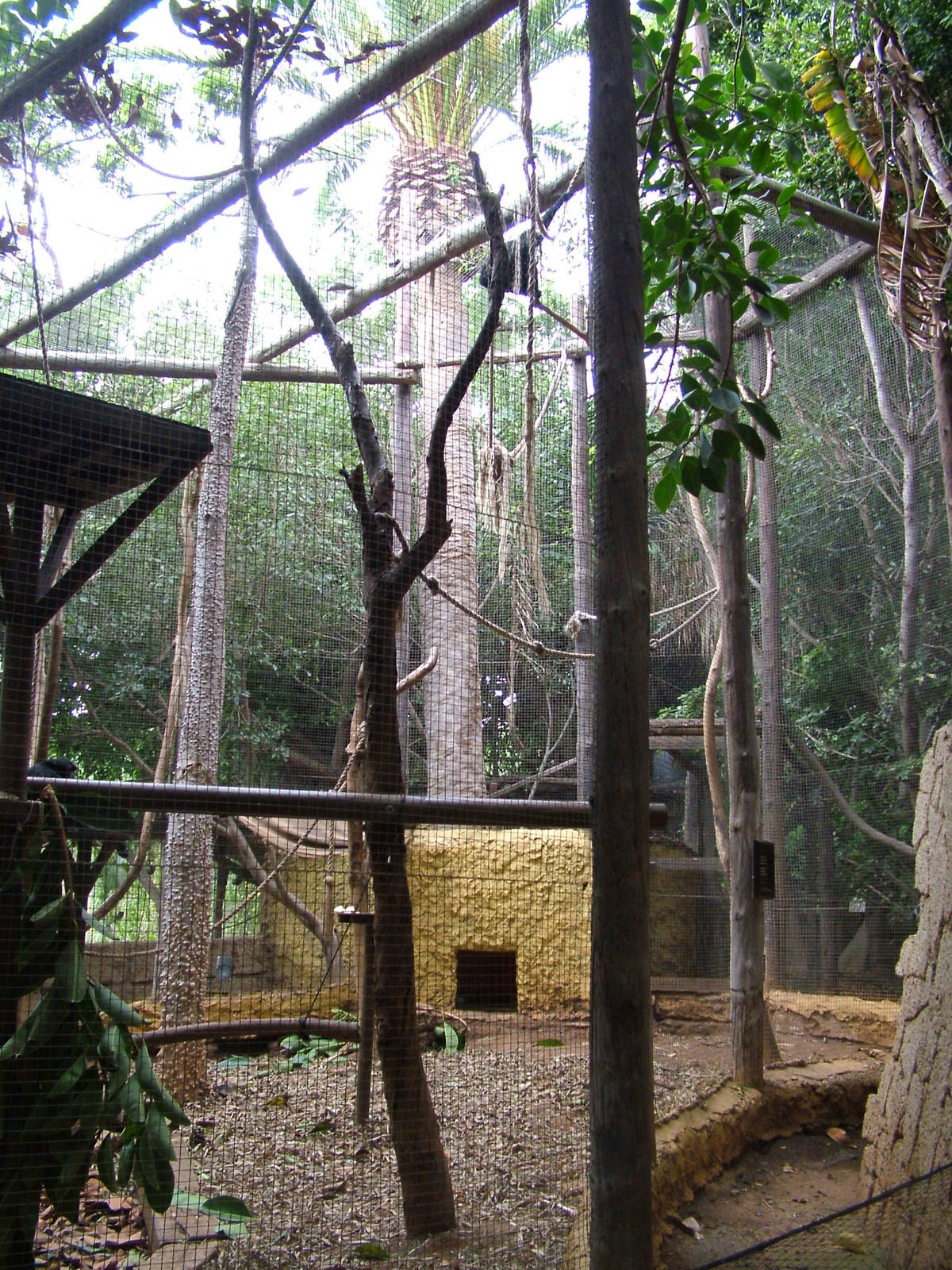 Siamang Exhibit at Jungle Park (Las Aguilas), 13/11/10