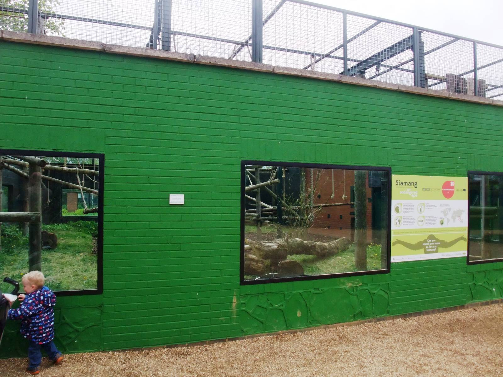 Siamang Exhibit at Twycross, 18/05/13