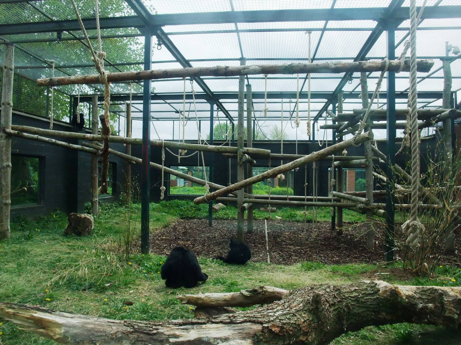 Siamang Exhibit at Twycross, 18/05/13
