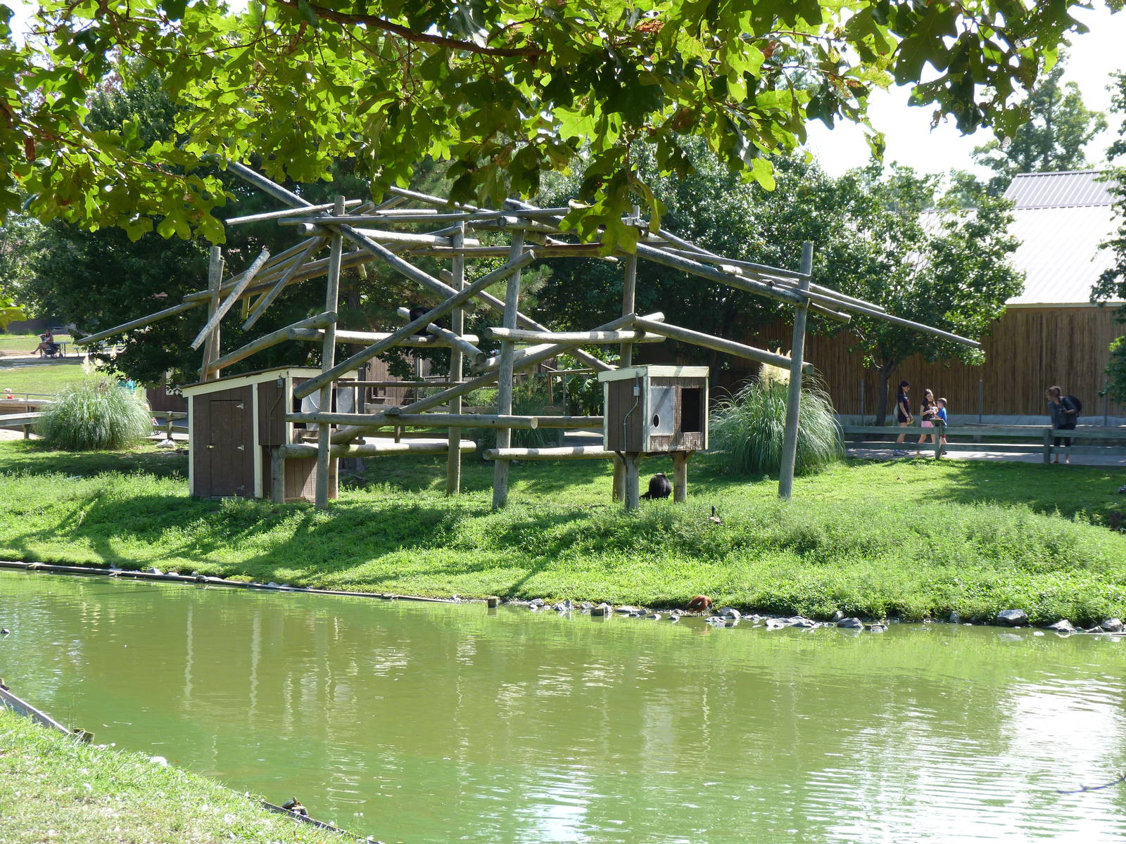 Siamang Exhibit - August 2014