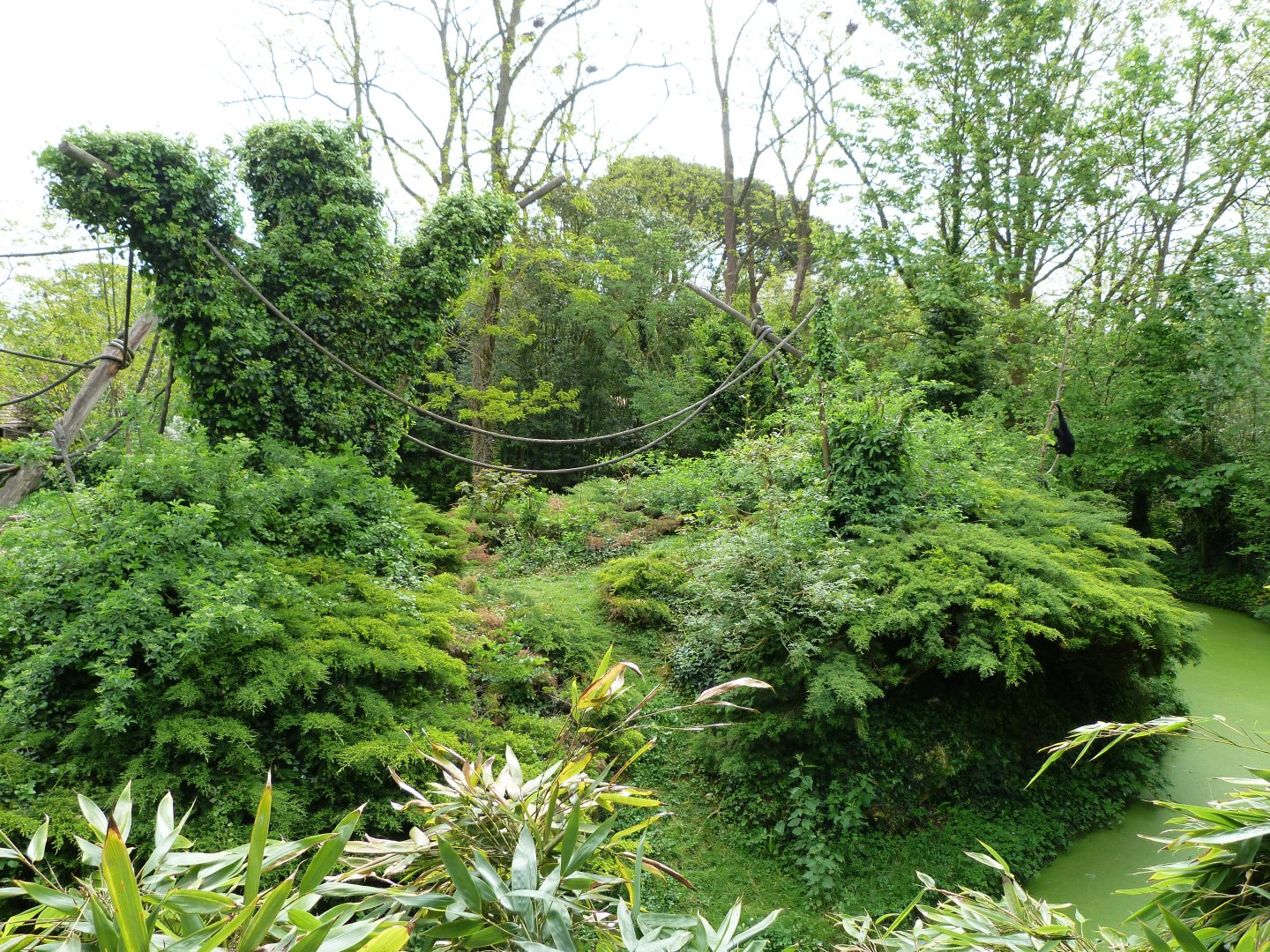 Siamang exhibit -Bioparc de Doué la Fontaine (2025)
