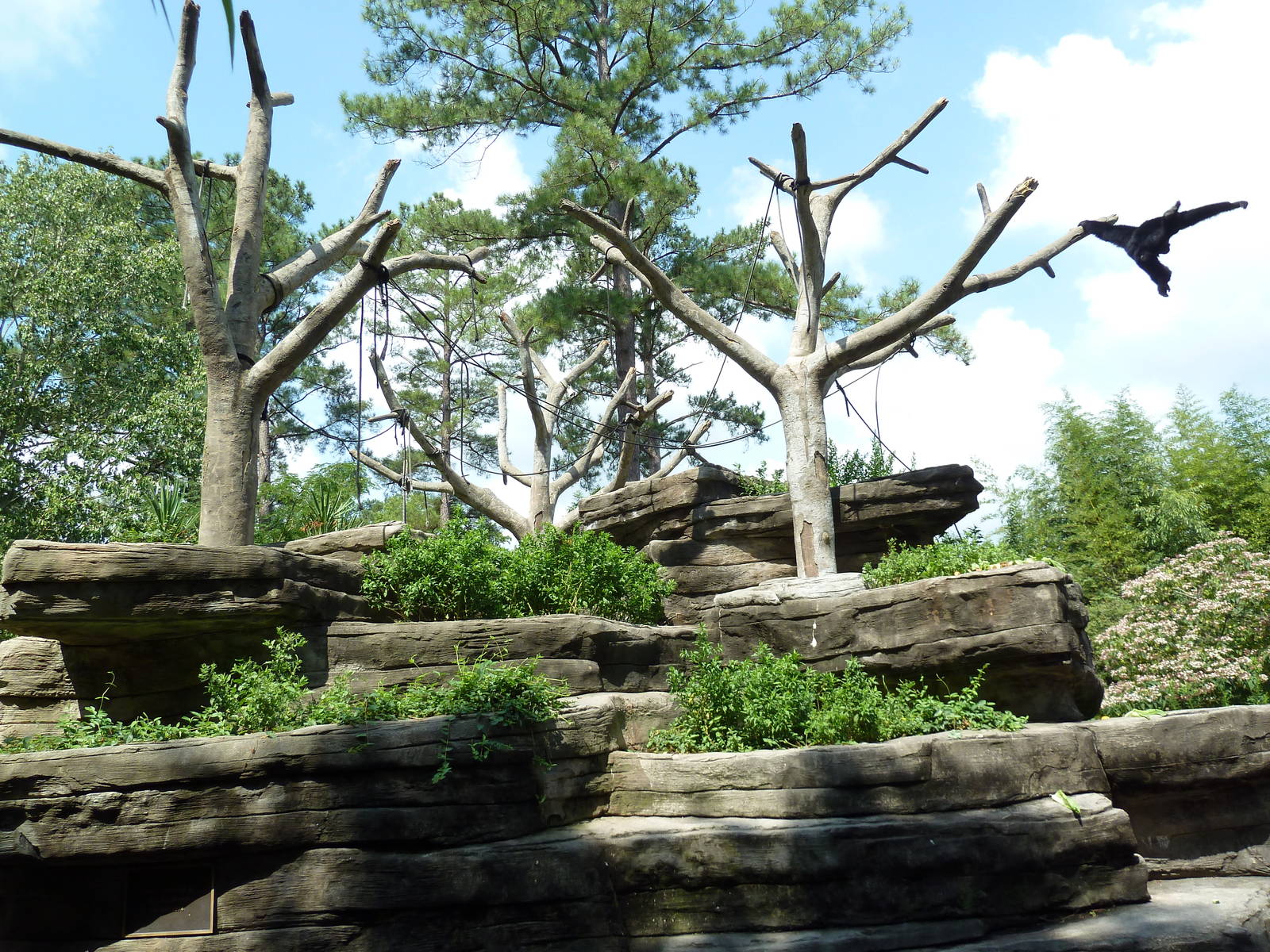 Siamang Exhibit - Flying Siamang!