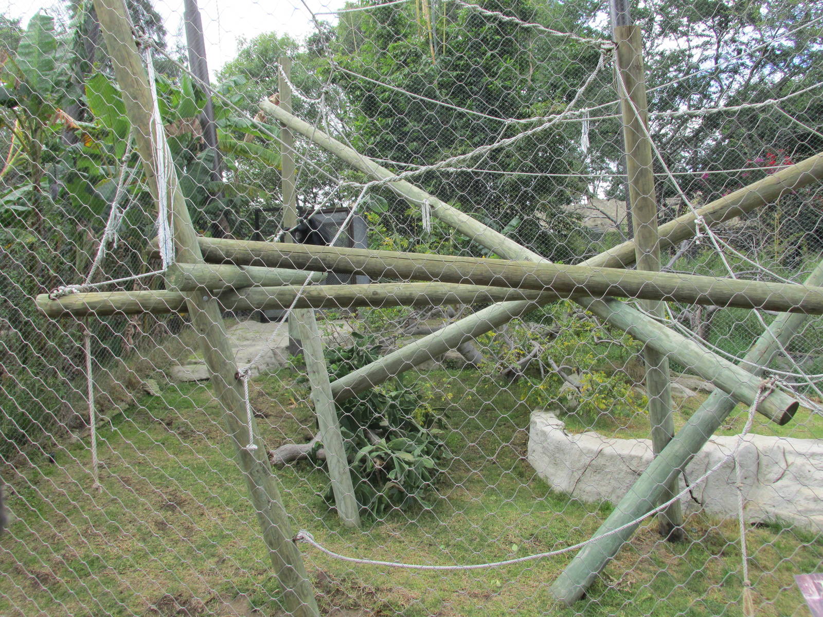 siamang exhibit guadalajara zoo