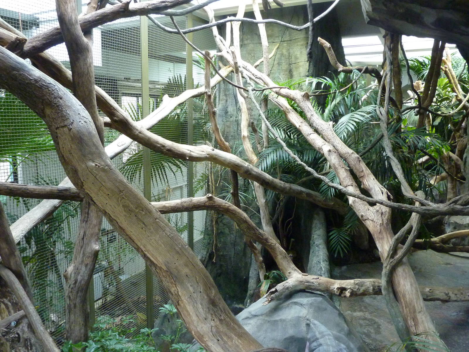 Siamang Exhibit - Indoor Viewing