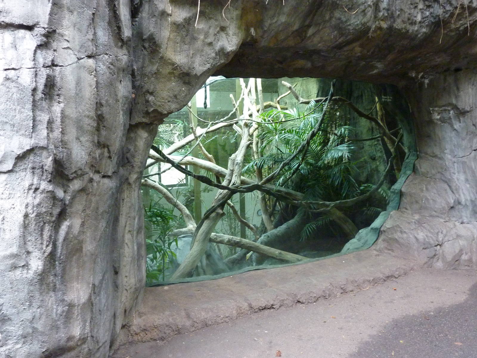 Siamang Exhibit - Indoor Viewing