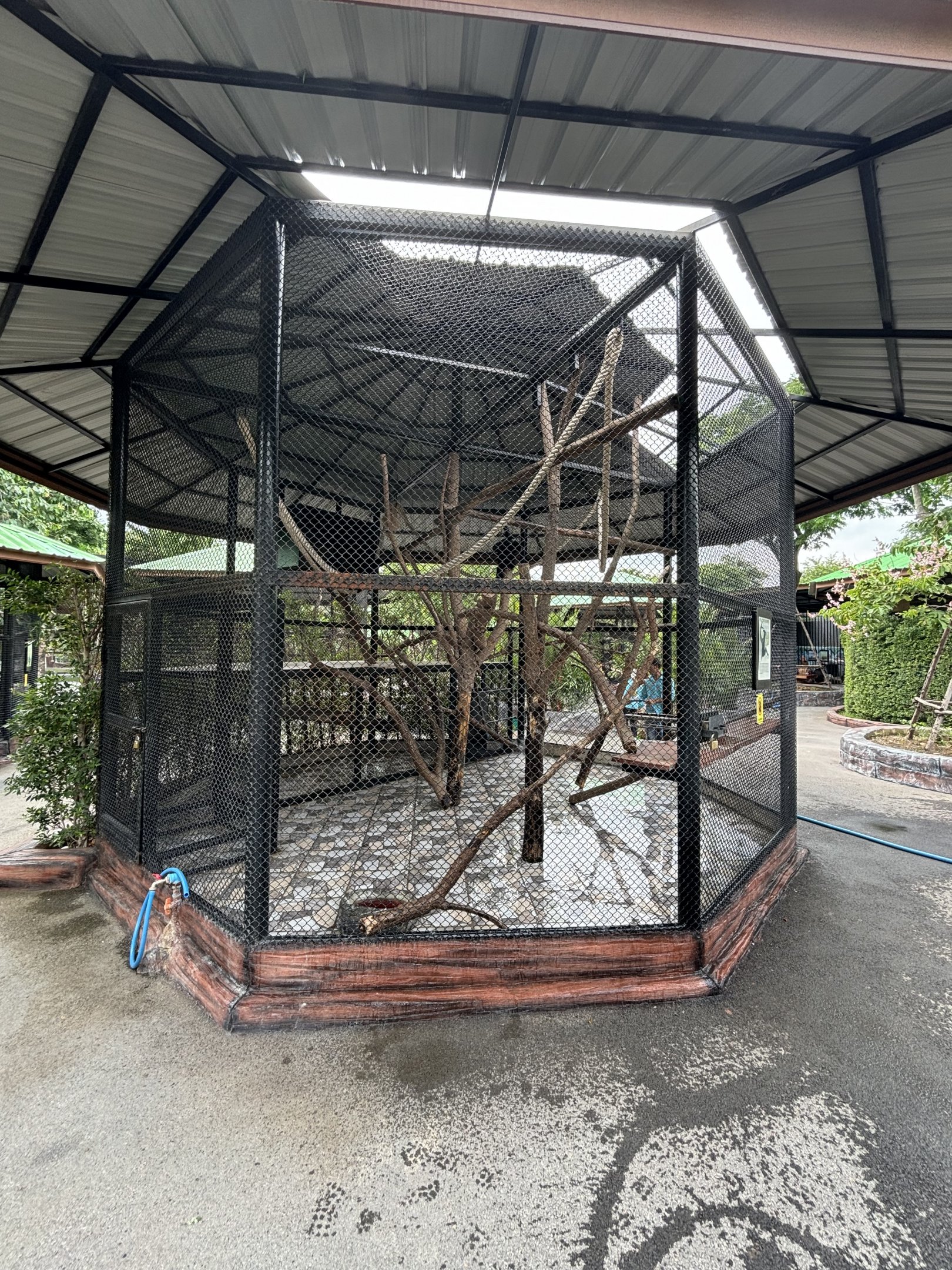 Siamang Exhibit - Lion Park