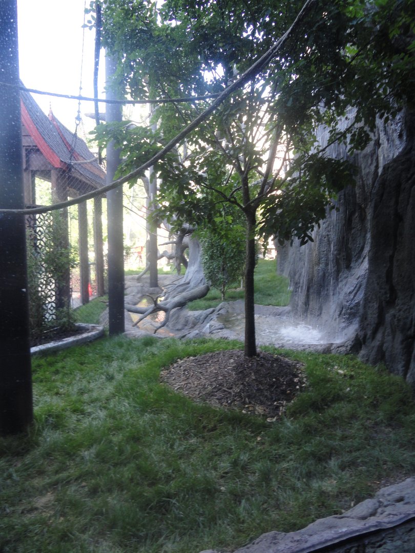 Siamang Exhibit Side, Inside Viewing Window