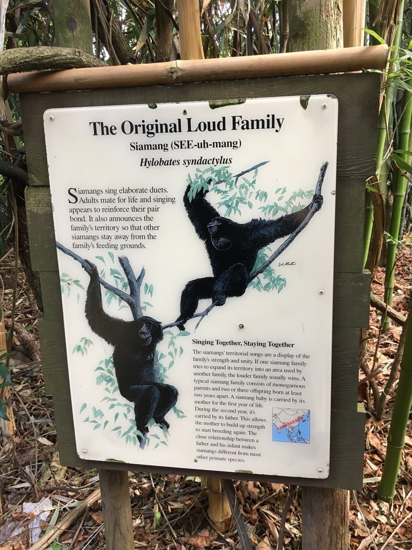 Siamang Exhibit Signage