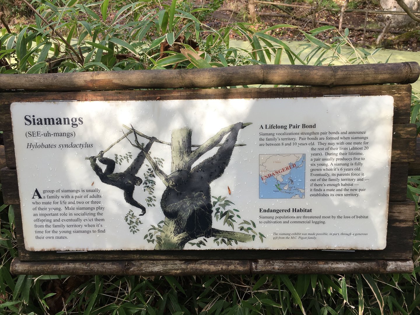 Siamang Exhibit Signage