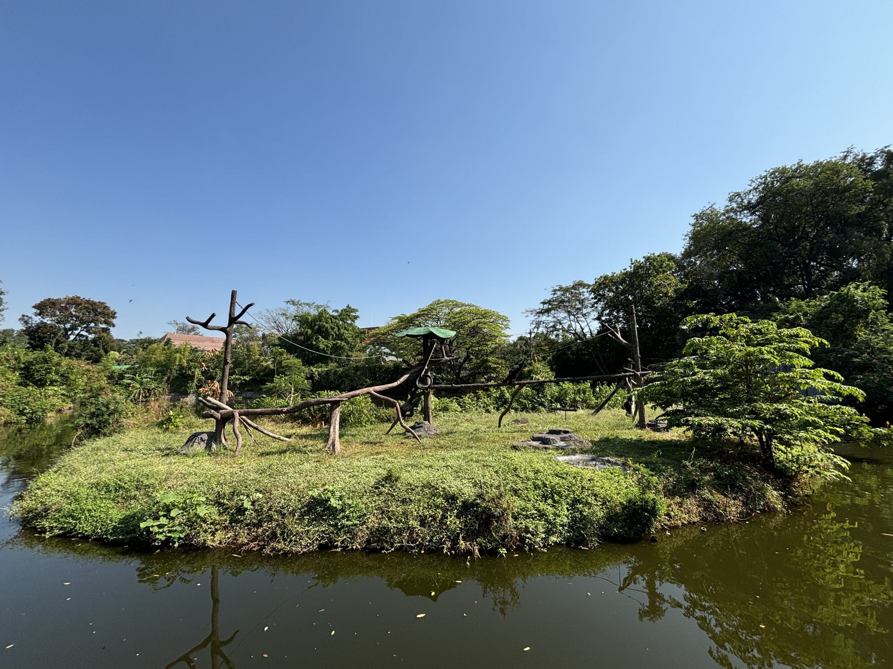 Siamang Exhibit - Solo Safari