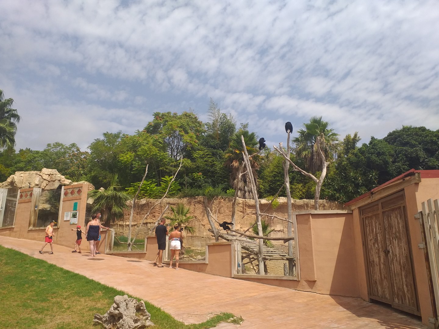 Siamang exhibit -TerraNatura Benidorm (2021)