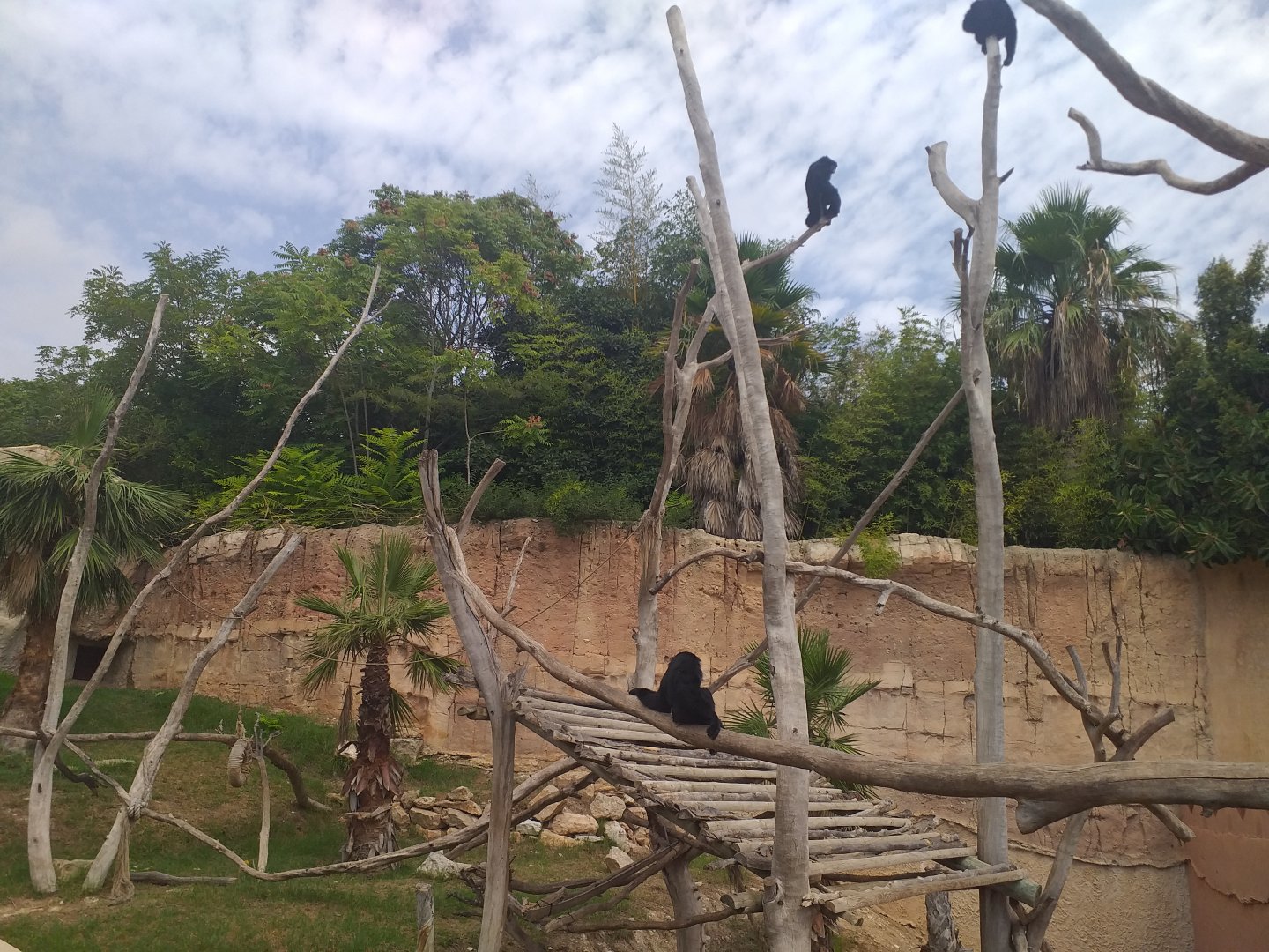 Siamang exhibit -TerraNatura Benidorm (2021)