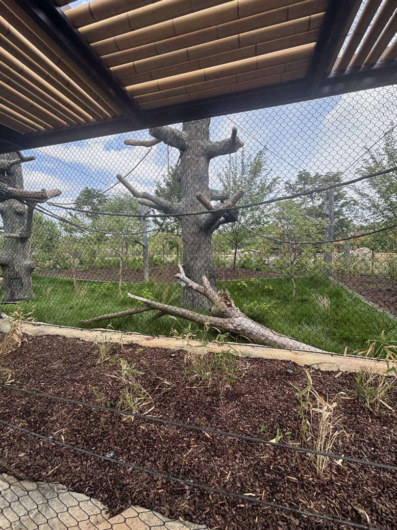 Siamang Exhibit Viewing 1