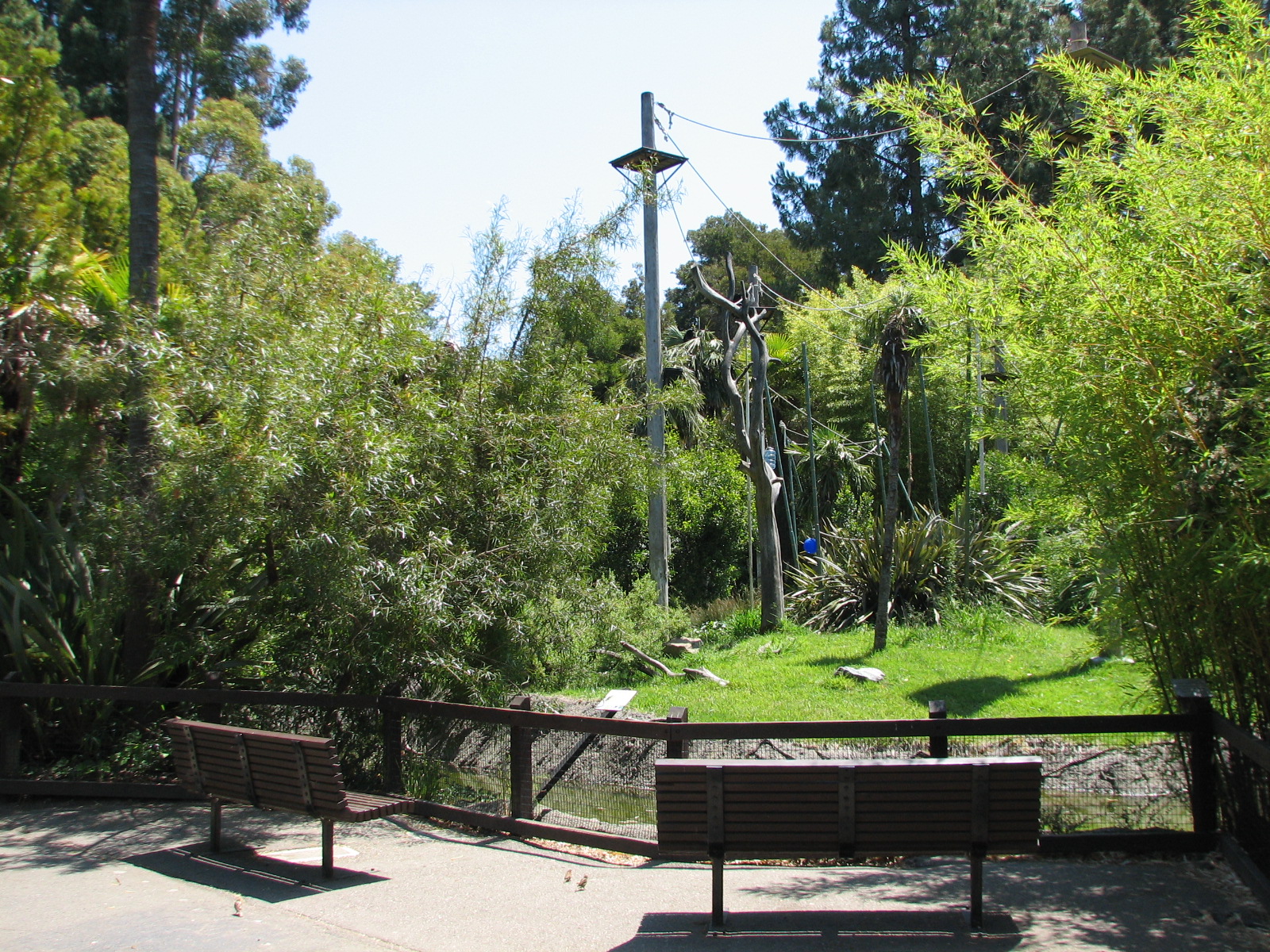 Siamang Exhibit - Viewing Area