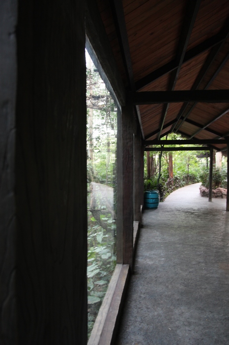 Siamang exhibit viewing corridor