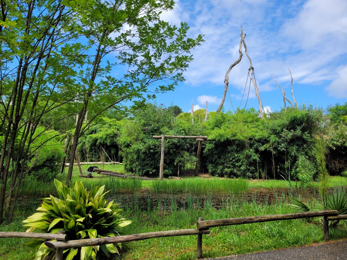 Siamang exhibit -Zoo du bassin d'Arcachon (2024)