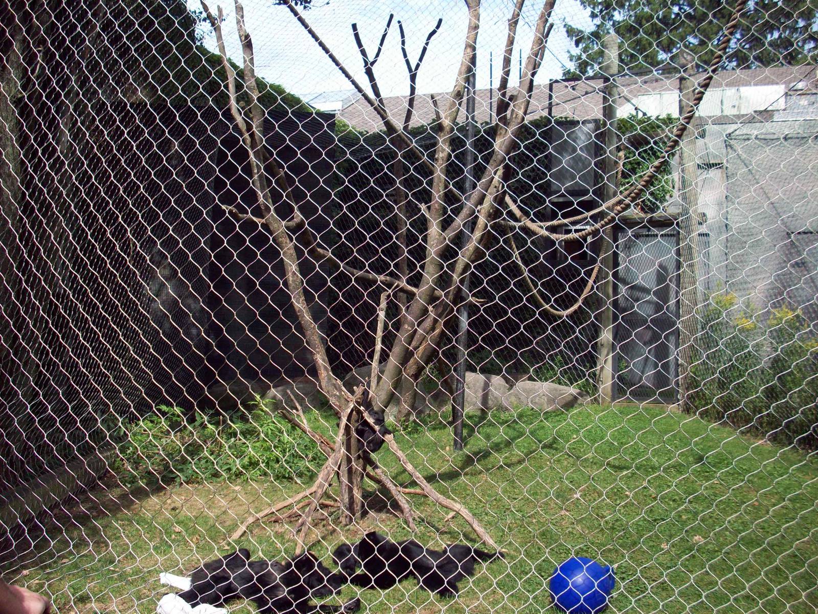 Siamang Exhibit