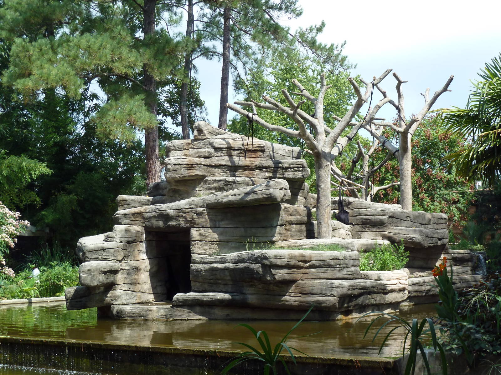 Siamang Exhibit
