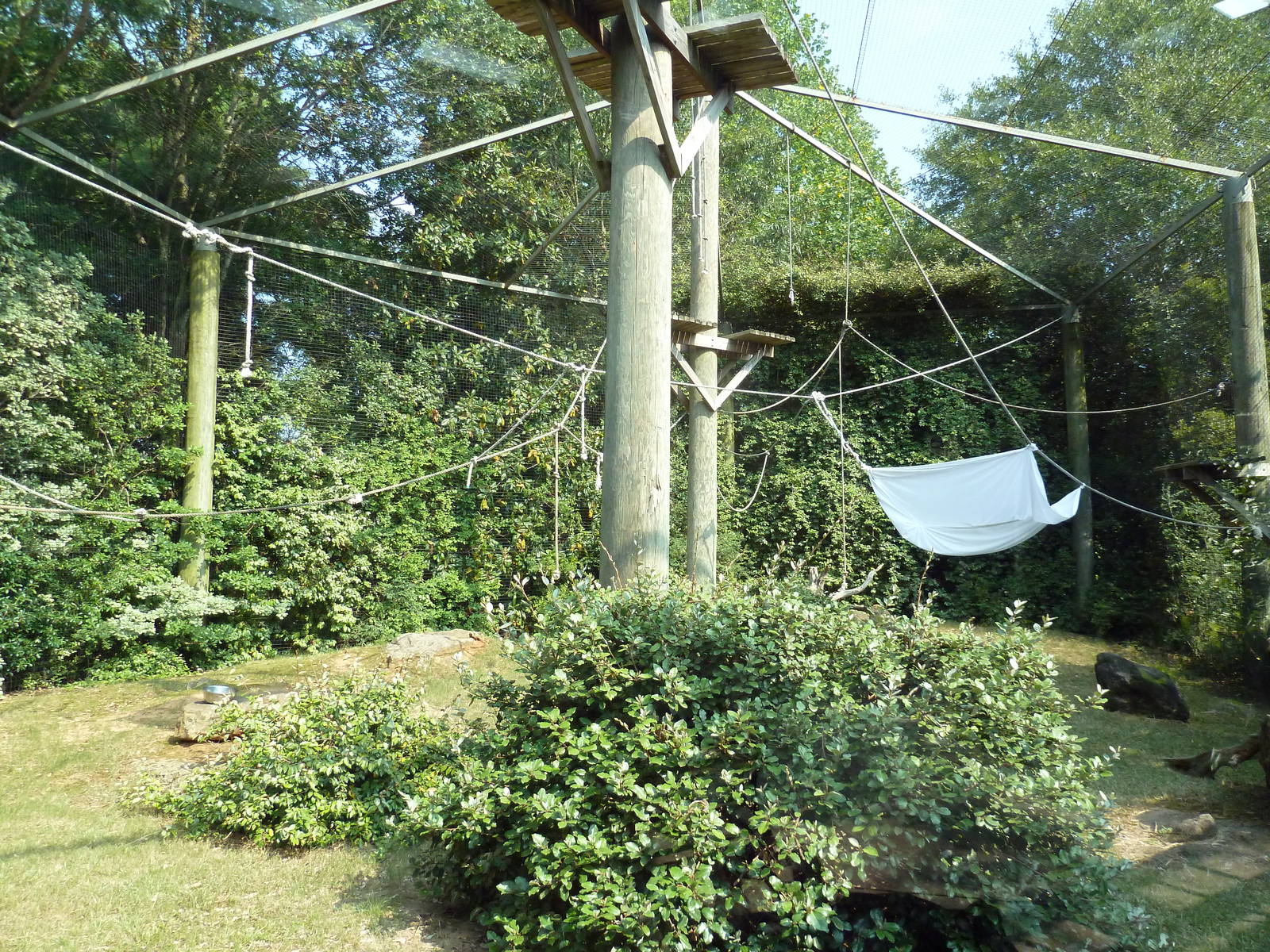 Siamang Exhibit