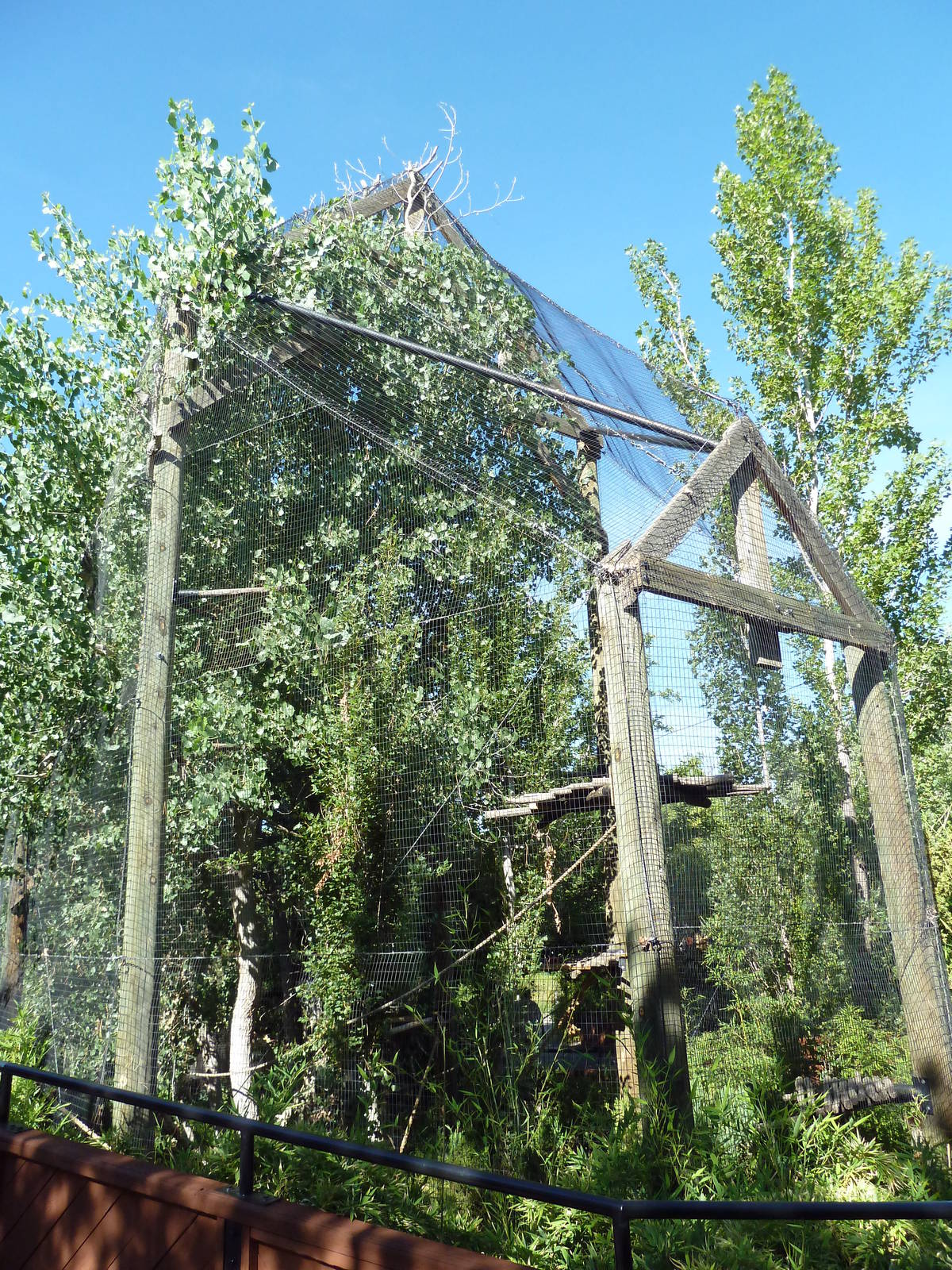 Siamang Exhibit