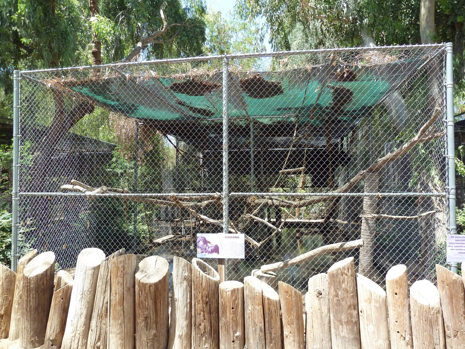 Siamang Exhibit