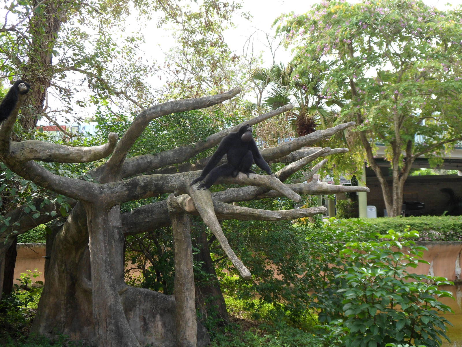 Siamang Exhibit