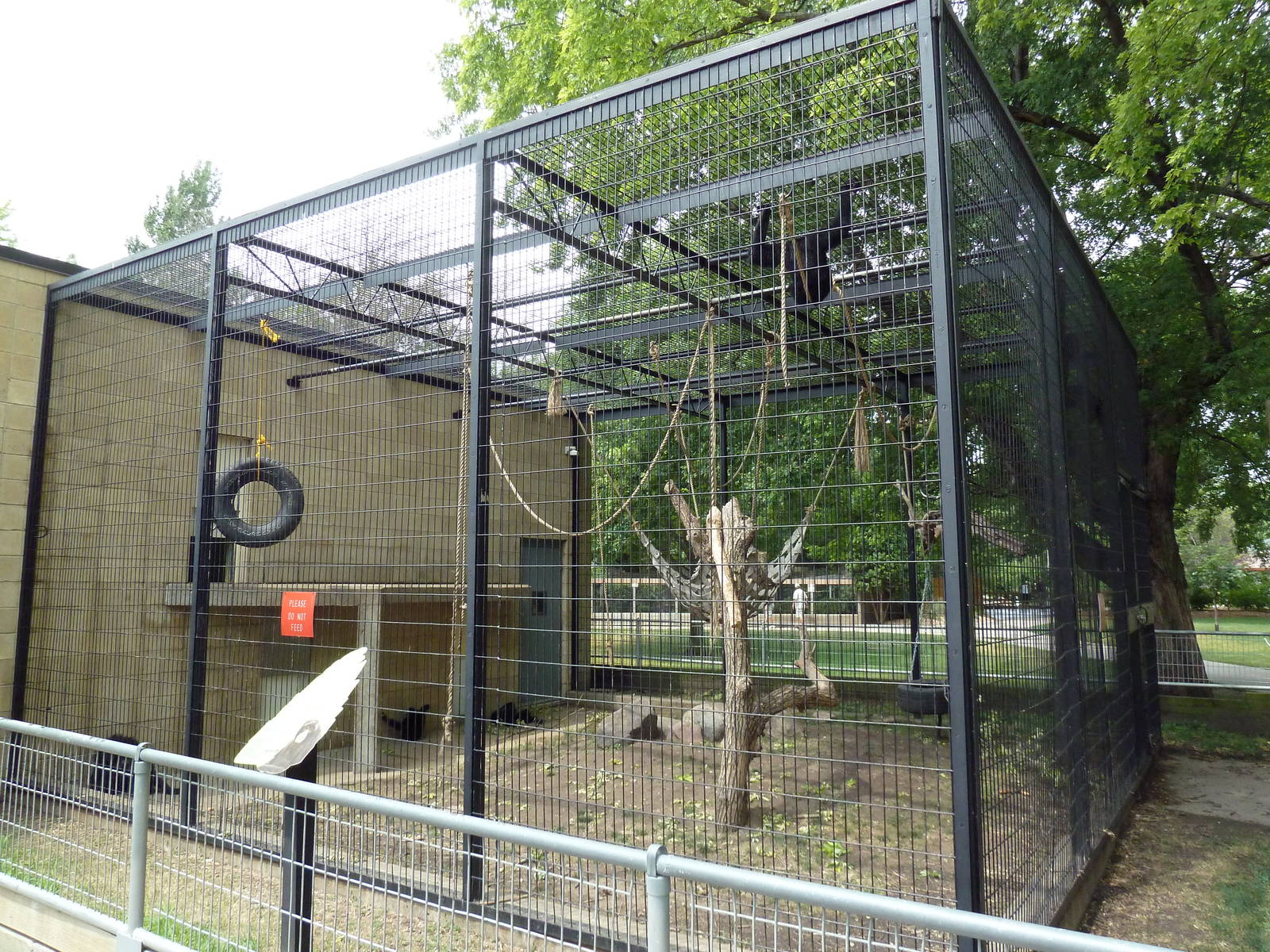 Siamang Exhibit