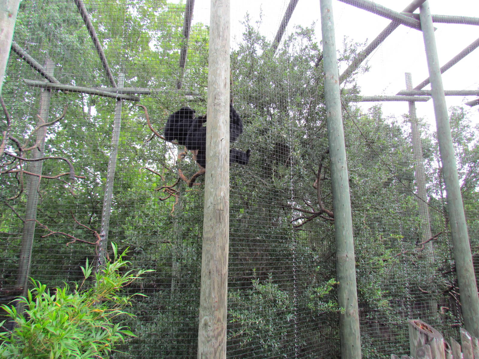 Siamang Exhibit