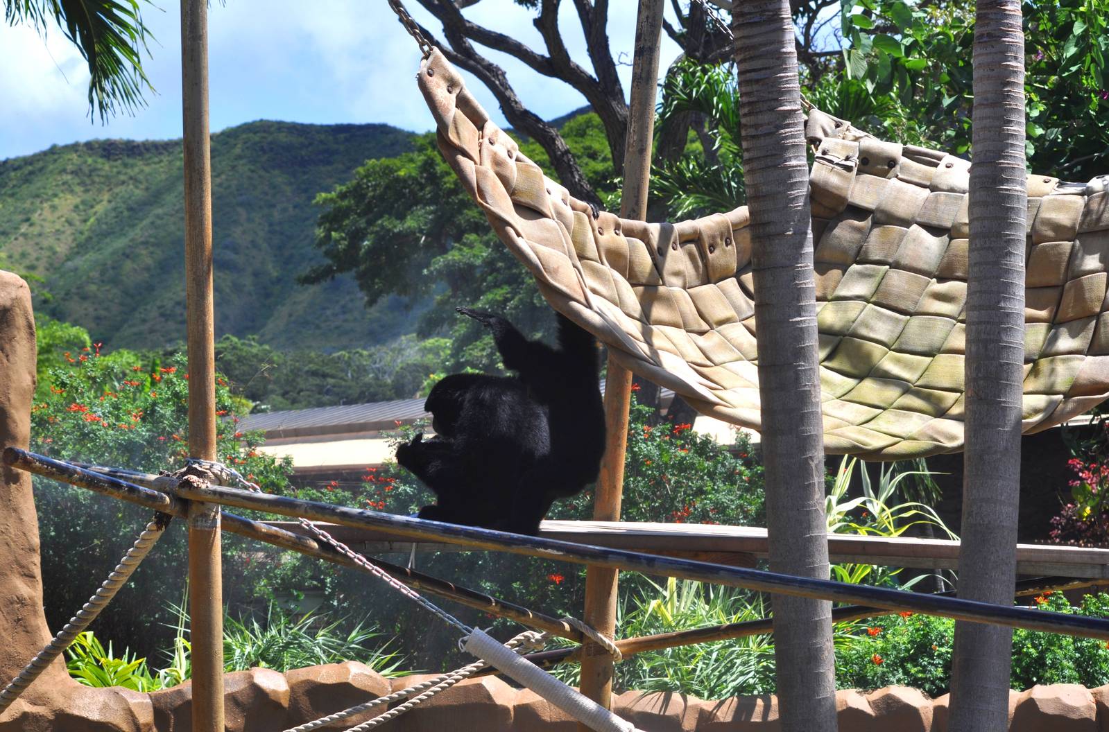 Siamang Exhibit